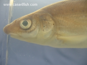 Foto Galerie/Cypriniformes/Cyprinidae/Vimba vimba/Vimba vimba_08_S.jpg